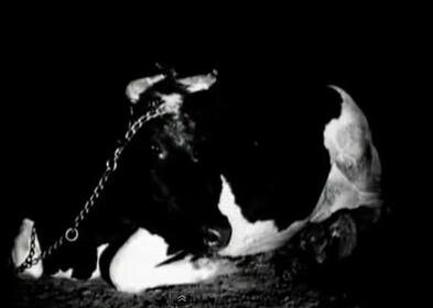 cow tainia.jpg