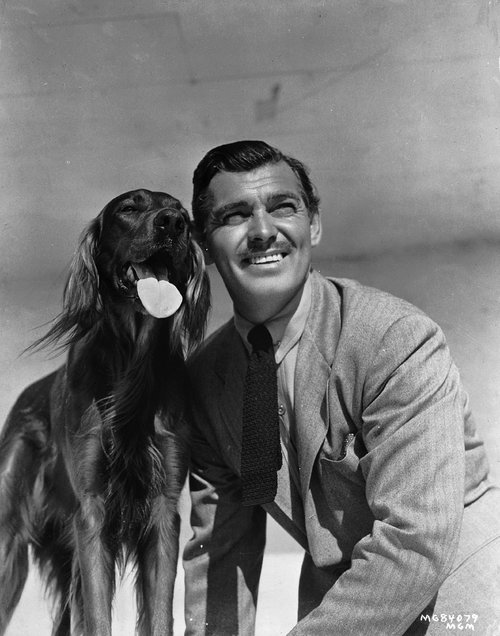 american-actor-clark-gable-posing-with-a-red-setter-news-photo-1588696264.jpg