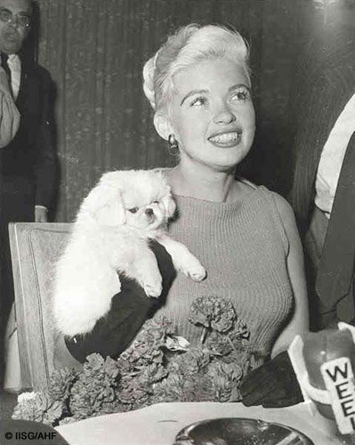 jayne mansfield puppy.jpg