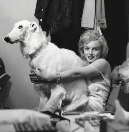 marilyn-monroe-with-big-white-dog.jpg