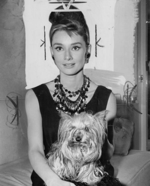 audrey-hepburn-yorkie-tiffanys-600x741.jpg