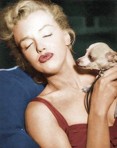 MarilynChihuahua 1950.jpg