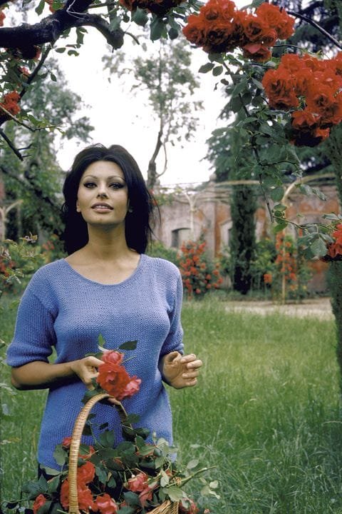 Sophia Loren  roses 1964.jpg