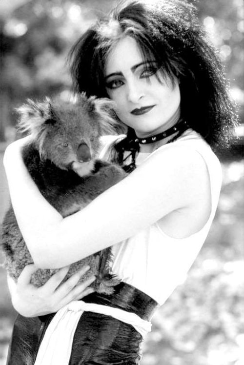 SiouxsieSioux Koala.jpg