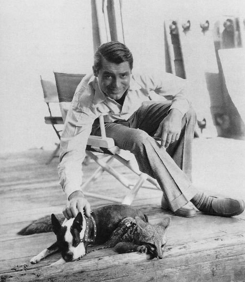 boston-terrier-dog-Cary-Grant.jpg