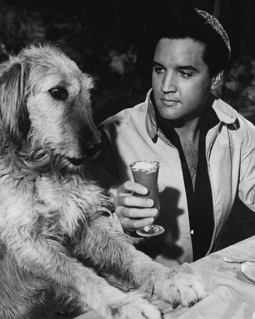 elvis-presley-has-a-milkshake-with-dog-retro-images-archive.jpg