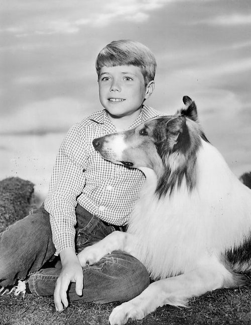 Jon_Provost_Lassie_1962.jpg