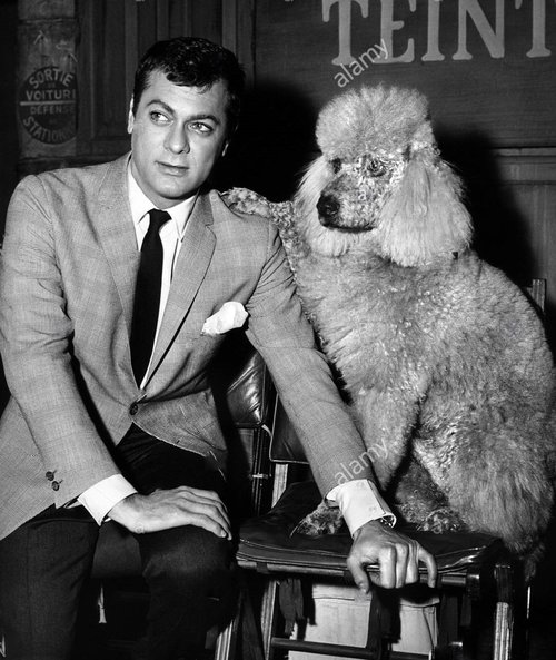 tony-curtis-poodle-dog-wild-and-wonderful-1964-BP8KYY.jpg