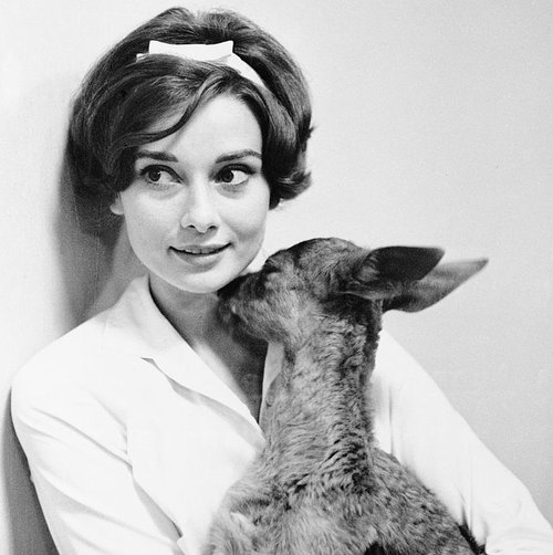 actress-audrey-hepburn-gets-a-kiss-from-her-pet-fawn-ip-in-news-photo-1588692839.jpg