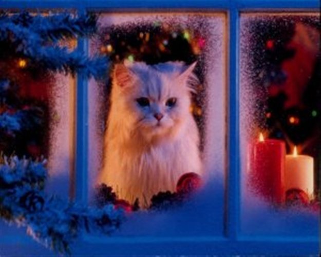 cat-in-christmas-829624.jpg