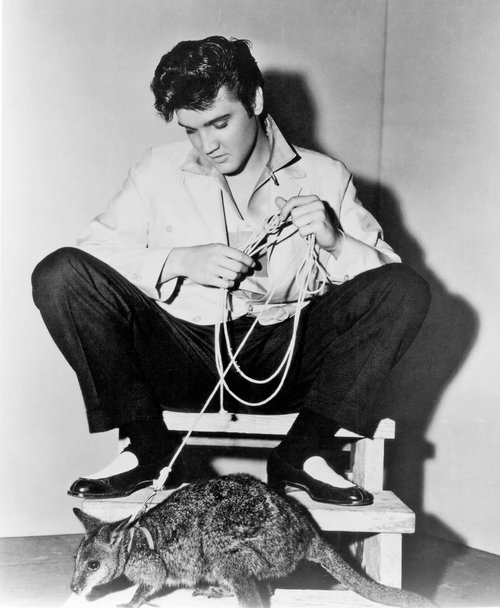 rock-and-roll-singer-elvis-presley-poses-for-a-portrait-news-photo-1588692883.jpg