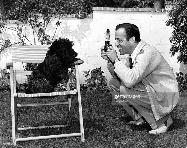 70040e7eddac5e869f2b077120528346--humphrey-bogart-pet-dogs.jpg