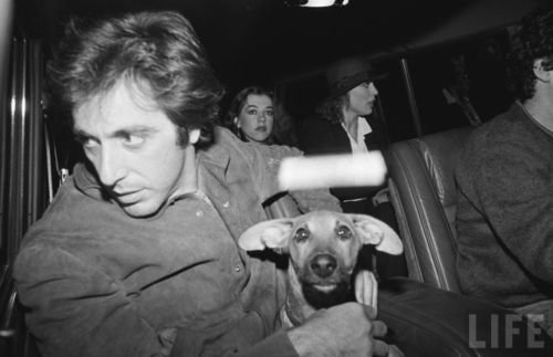 dachshund-celebtity-Al-Pacino.jpg