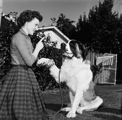 pictured-actress-betty-white-dog-stormy-at-home-in-1954-news-photo-1571140506.jpg
