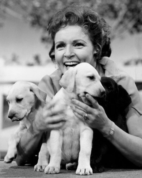 betty-whites-pet-set-the-complete-series-dvd-review.jpg
