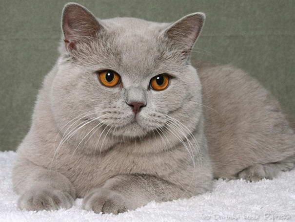 British-Shorthair-Cat.jpg