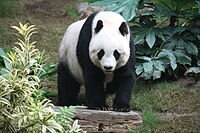 200px-Grosser_Panda.JPG