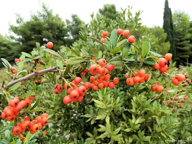 Pyracantha fruits.jpg