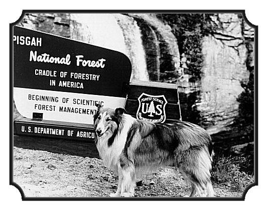 lassie_pisgahnf_1961.jpg