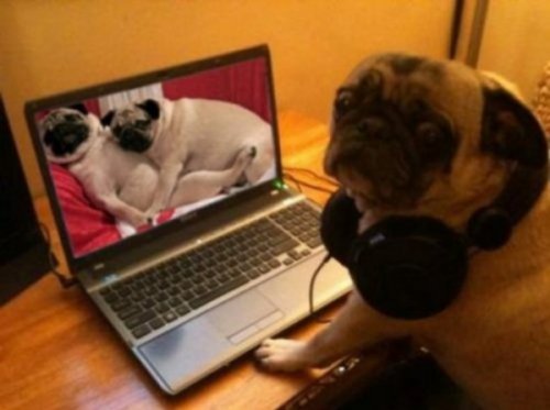 bceecd44e0bb1ff4ab6d62c6aeffe84c-pug-busted-trying-to-bust-it.jpg